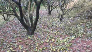 nước nhiểm mặn để lại hậu quả cho cây trồng